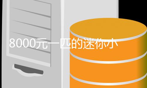 爆火小马元一一夜头之间迷你莫上匹的切
